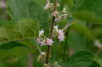 American beautyberry